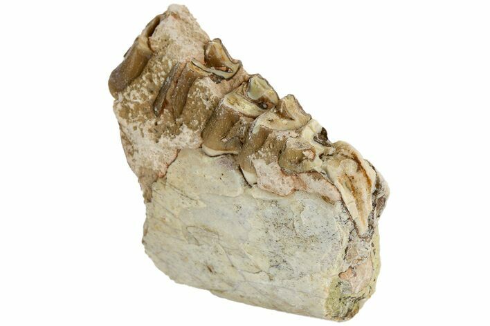 Oreodont (Merycoidodon) Jaw Section - South Dakota #184241
